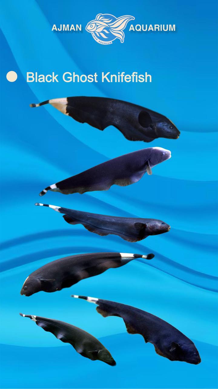 black ghost knife - 8 to 9 cm