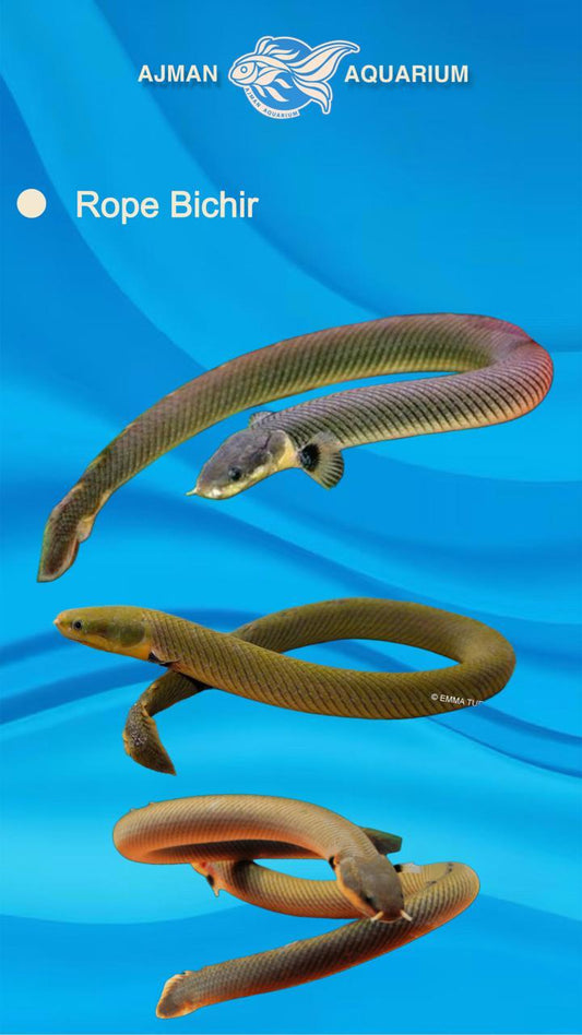 rope bichir - 20 to 25 cm