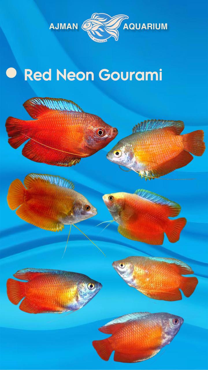 red neon gourami - L