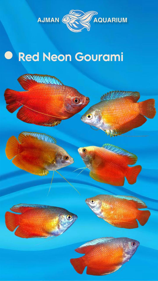 red neon gourami - L