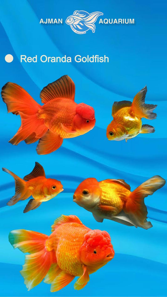red oranda gold fish