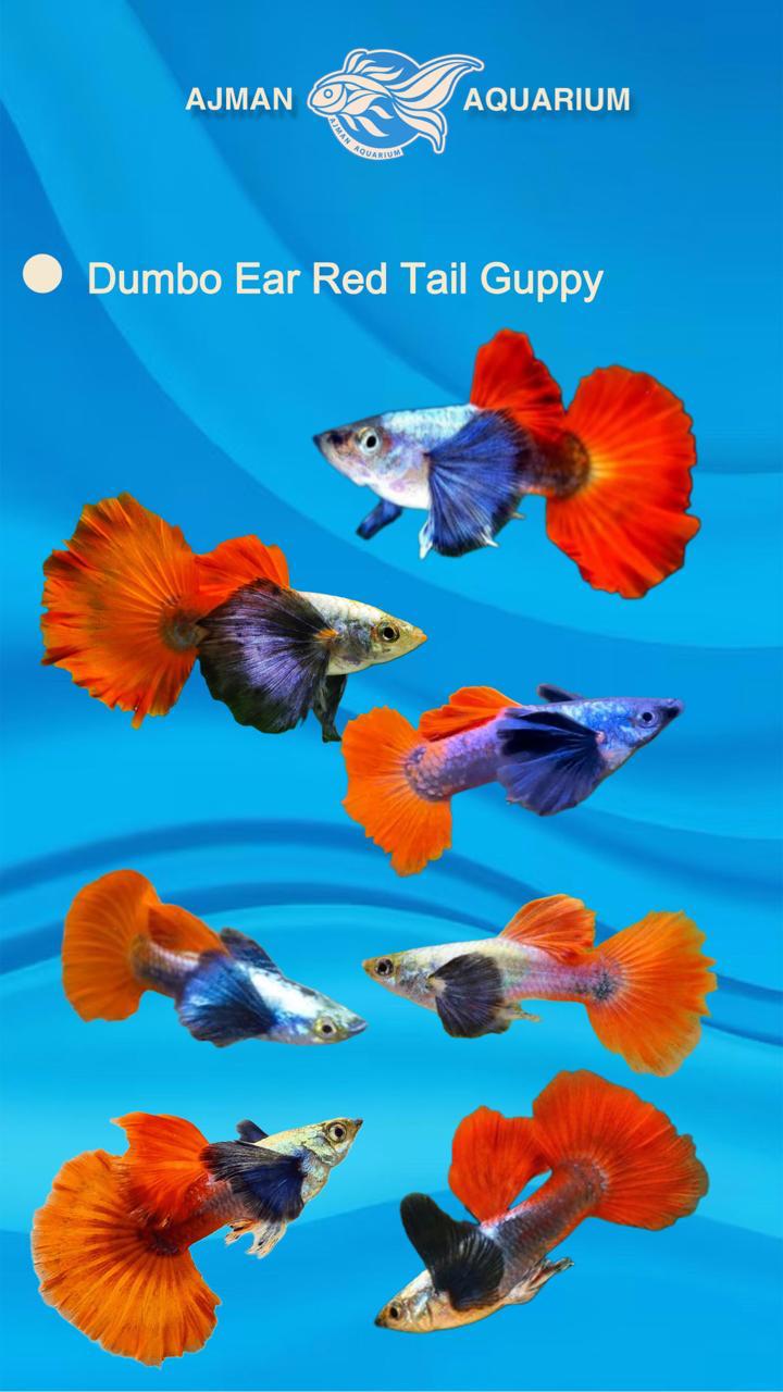 dumbo ear red tail guppy pair - regular size