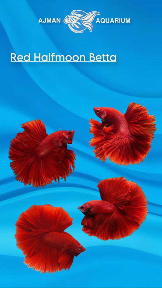 red half moon betta - regular size