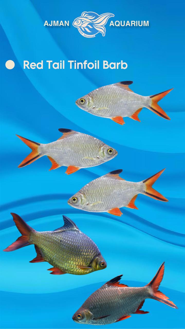 red tail tin foil barb - 6 inch