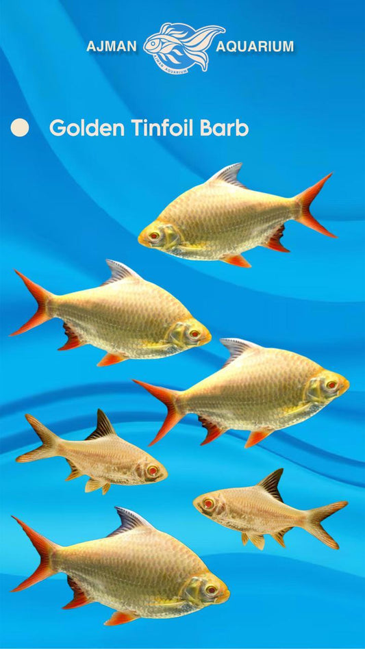 golden tin foil barb - 6 inch