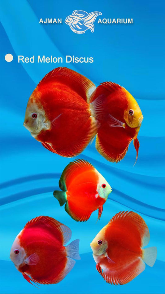 red melon discus