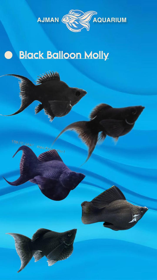 Black Balloon molly - XL (Grade)