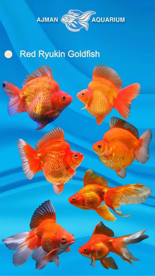 red ruykin gold fish