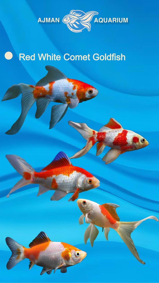 red and white comet gold fish
