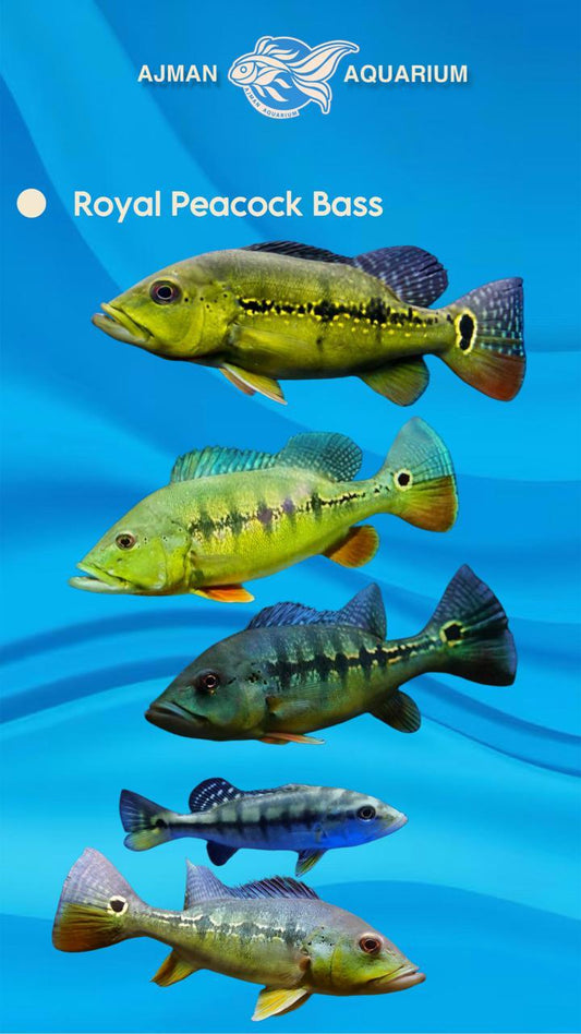 royal peacock bass - 6 inch
