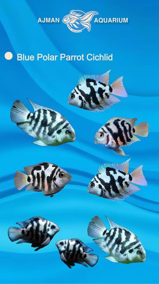 blue polar parrot cichlid - 3 inch