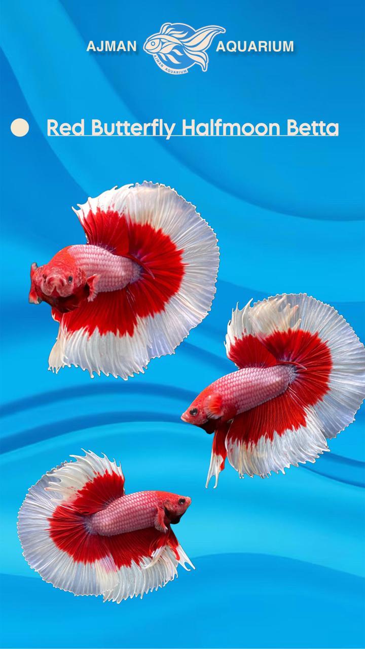 male red butterfly half moon betta - Regular size