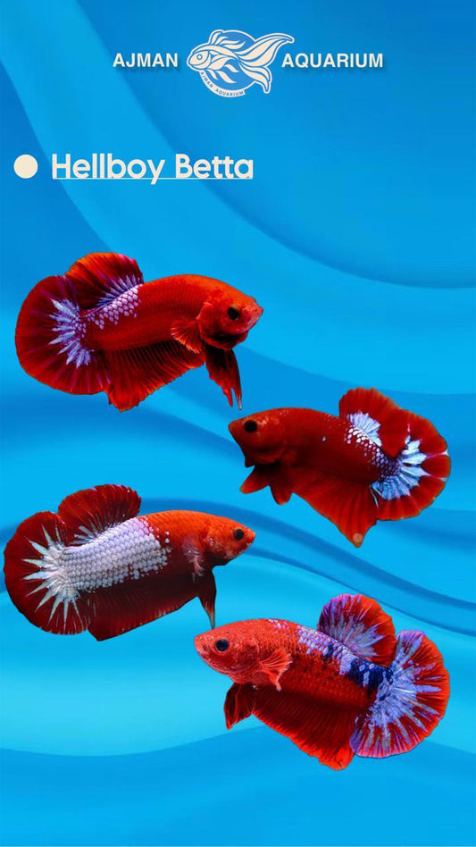 hell boy betta - regular size