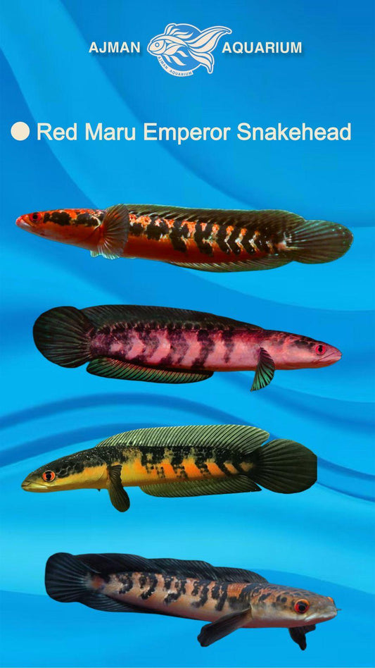 red maru snake head - 7 to 10 inch