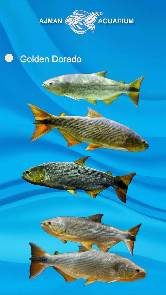 Golden Dorado - 5 to 6 inch