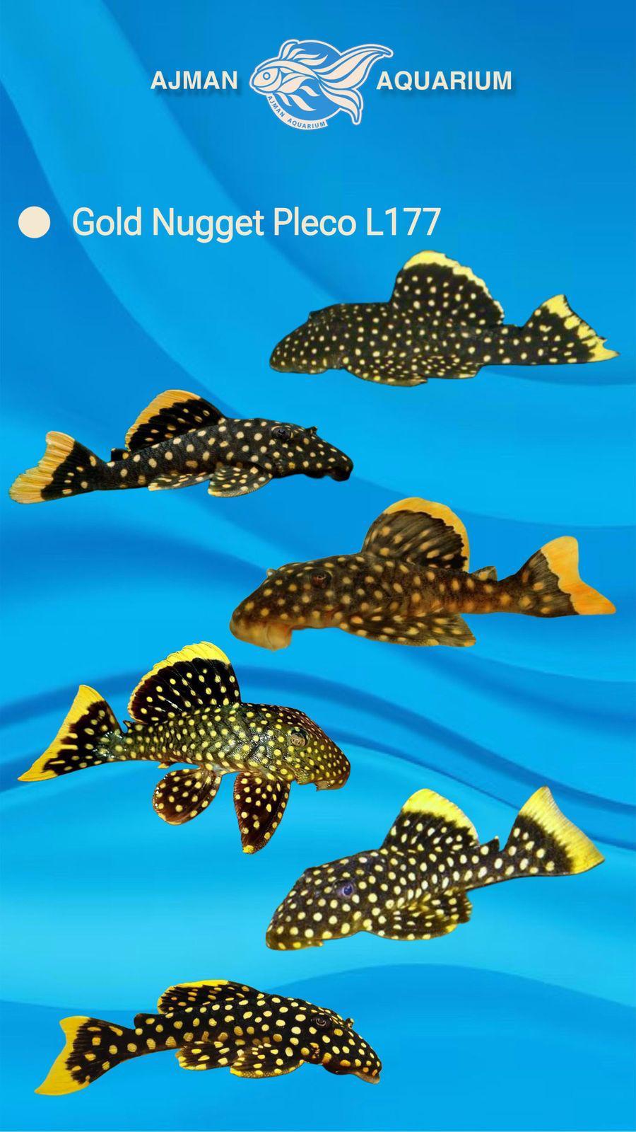 gold nugget pleco L177 -7 to 8 cm