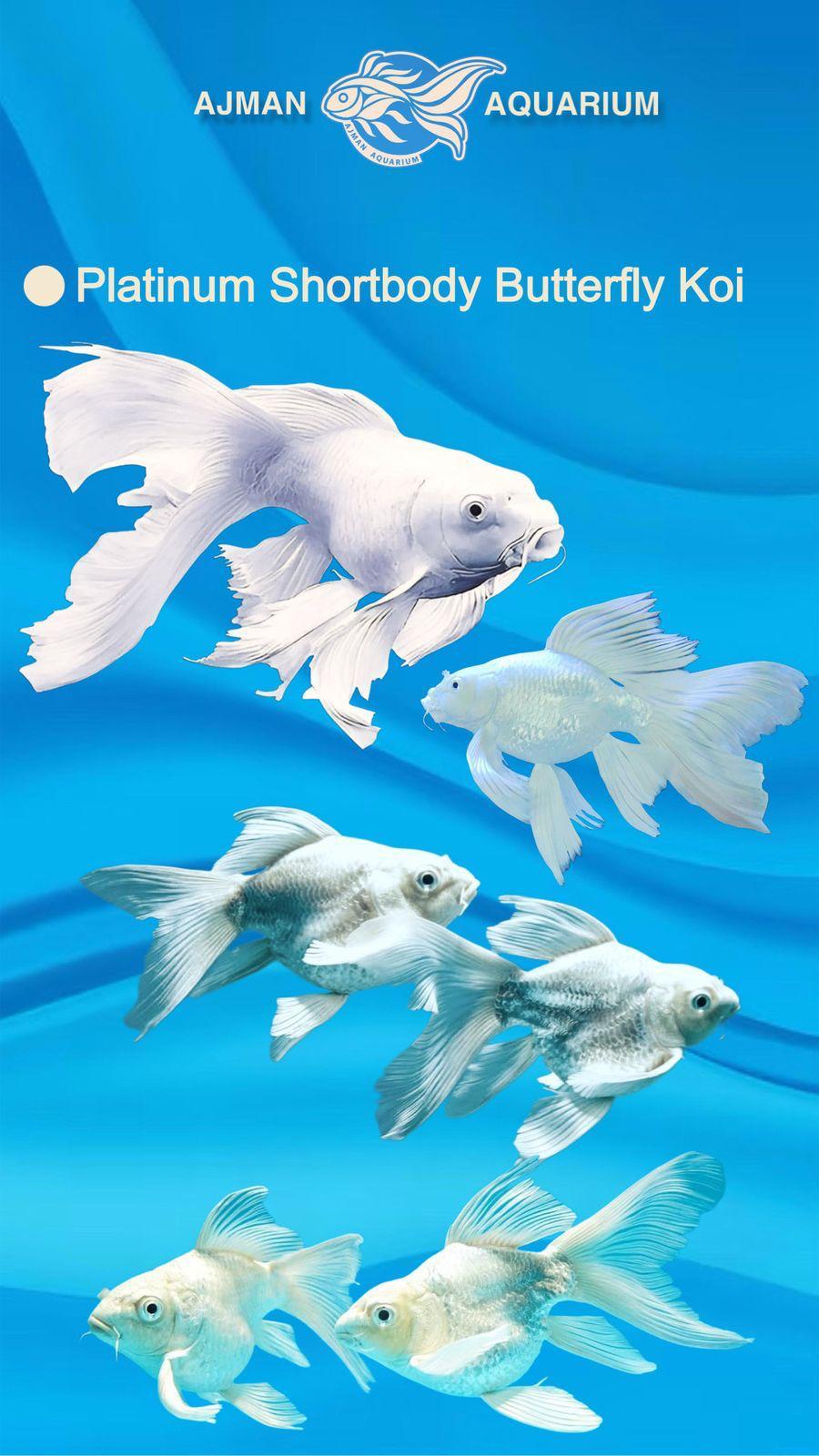 platinum short body butterfly koi - 8 cm