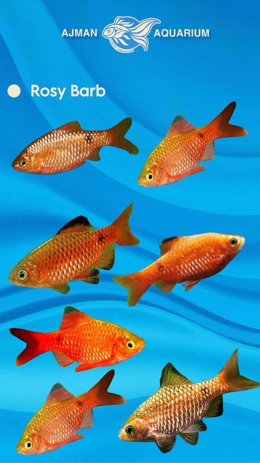 rosy barb - 1.75 inch