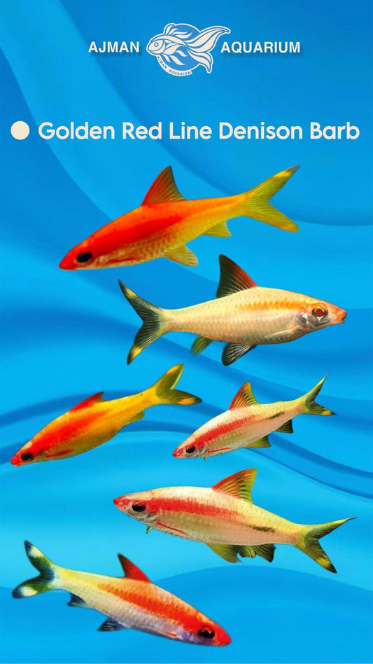 golden red line denison barb - 4 inch
