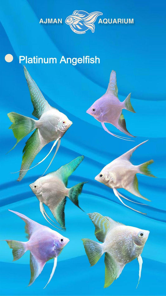 Platinum angel fish - 3 to 5 cm