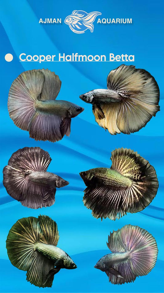 cooper half moon betta - XL