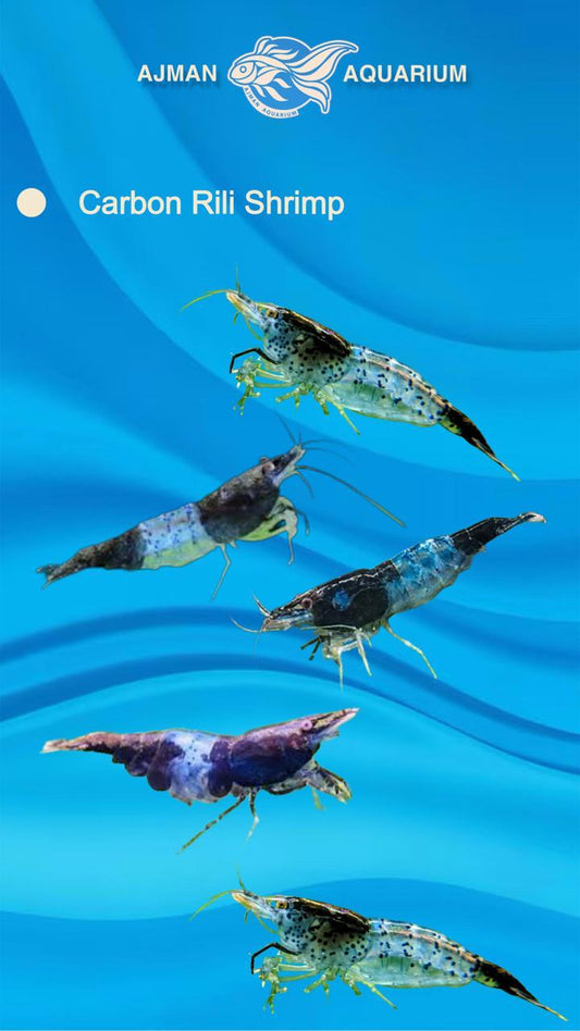 crabon rili shrimp - 1 - 2 cm