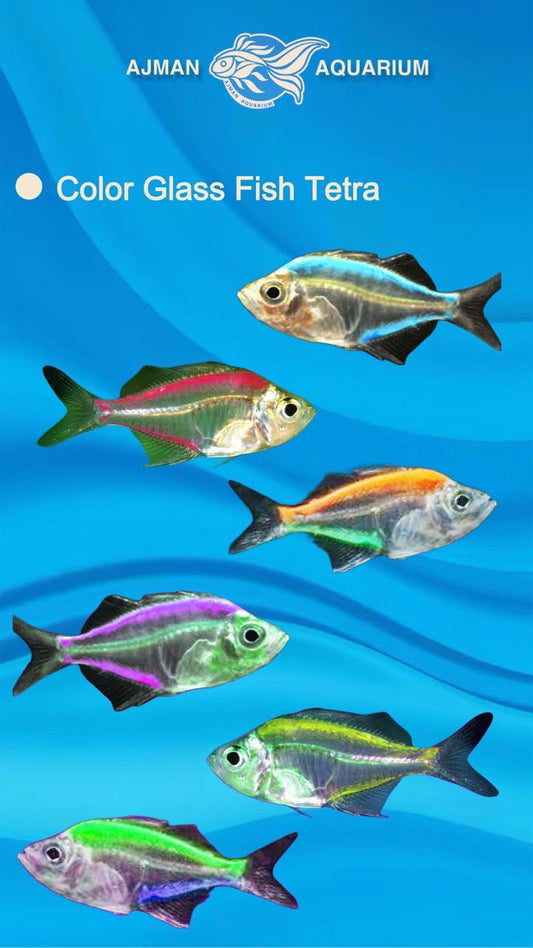 color glass tetra - XL