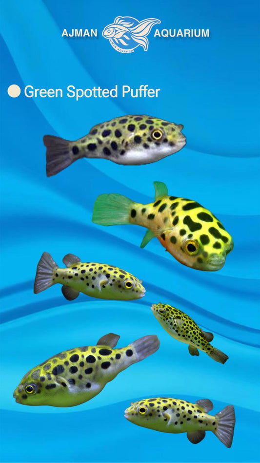 green spotted puffer - 3 inch