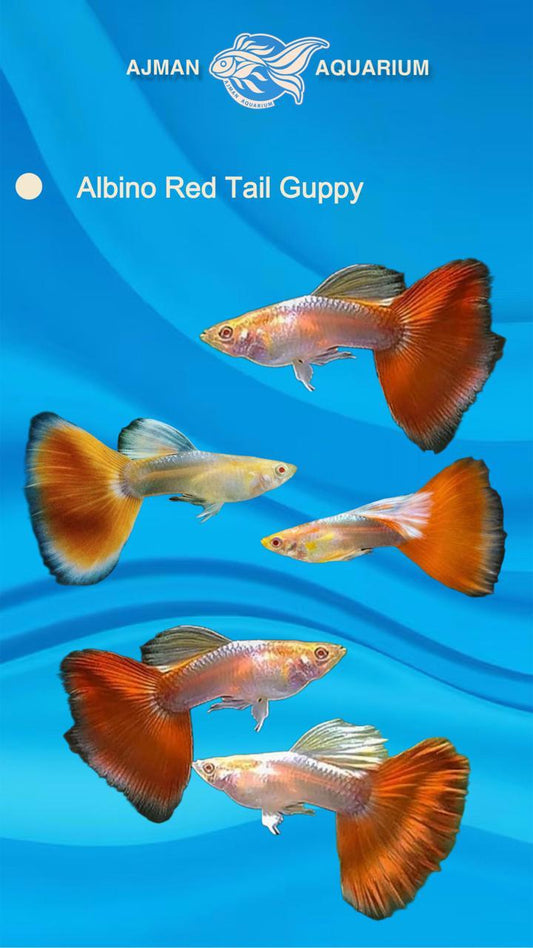 albino red tail guppy pair - L