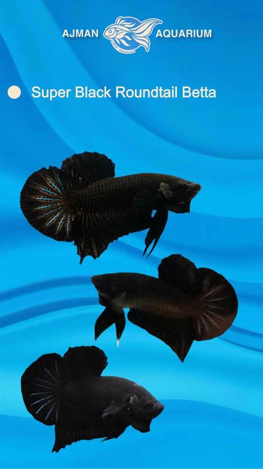 Super black round tail betta - XL