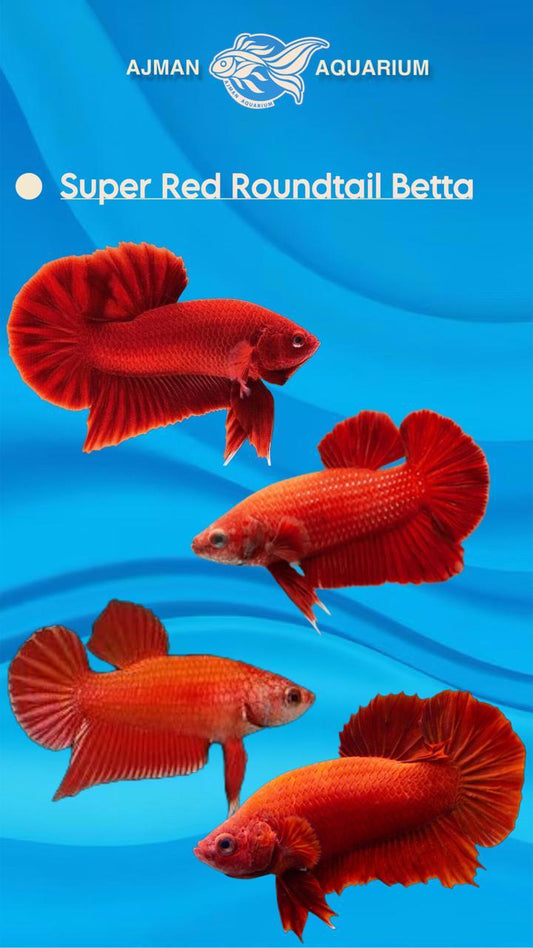 super red round tail betta - LG