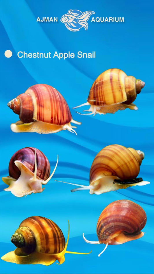 chestnut apple snail - LG