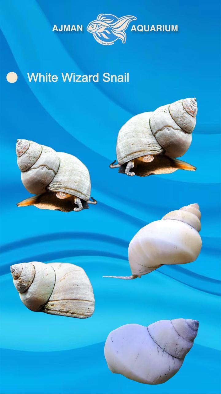white wizard snail - LG