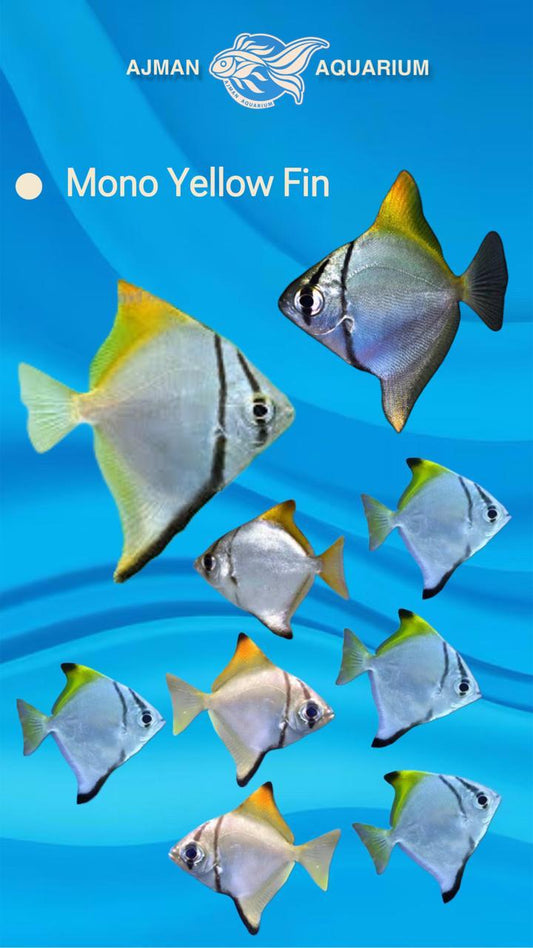 mono yellow fin - 2 inch