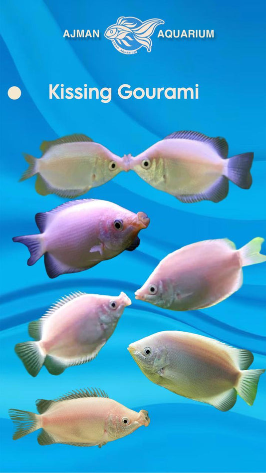 kissing gourami - 2.5 - 3 inch