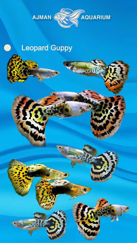 leopard guppy pair - LG