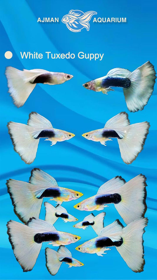white tuxedo guppy pair - LG