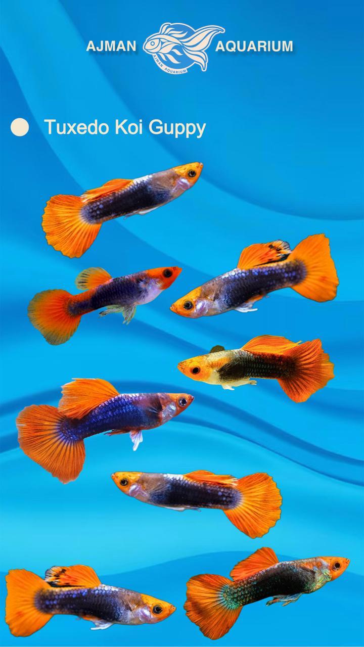 koi tuxedo guppy - regular size