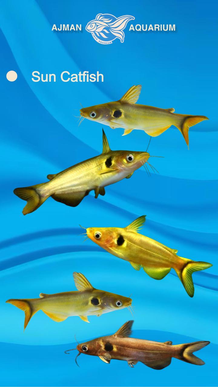sun catfish - 4 inch
