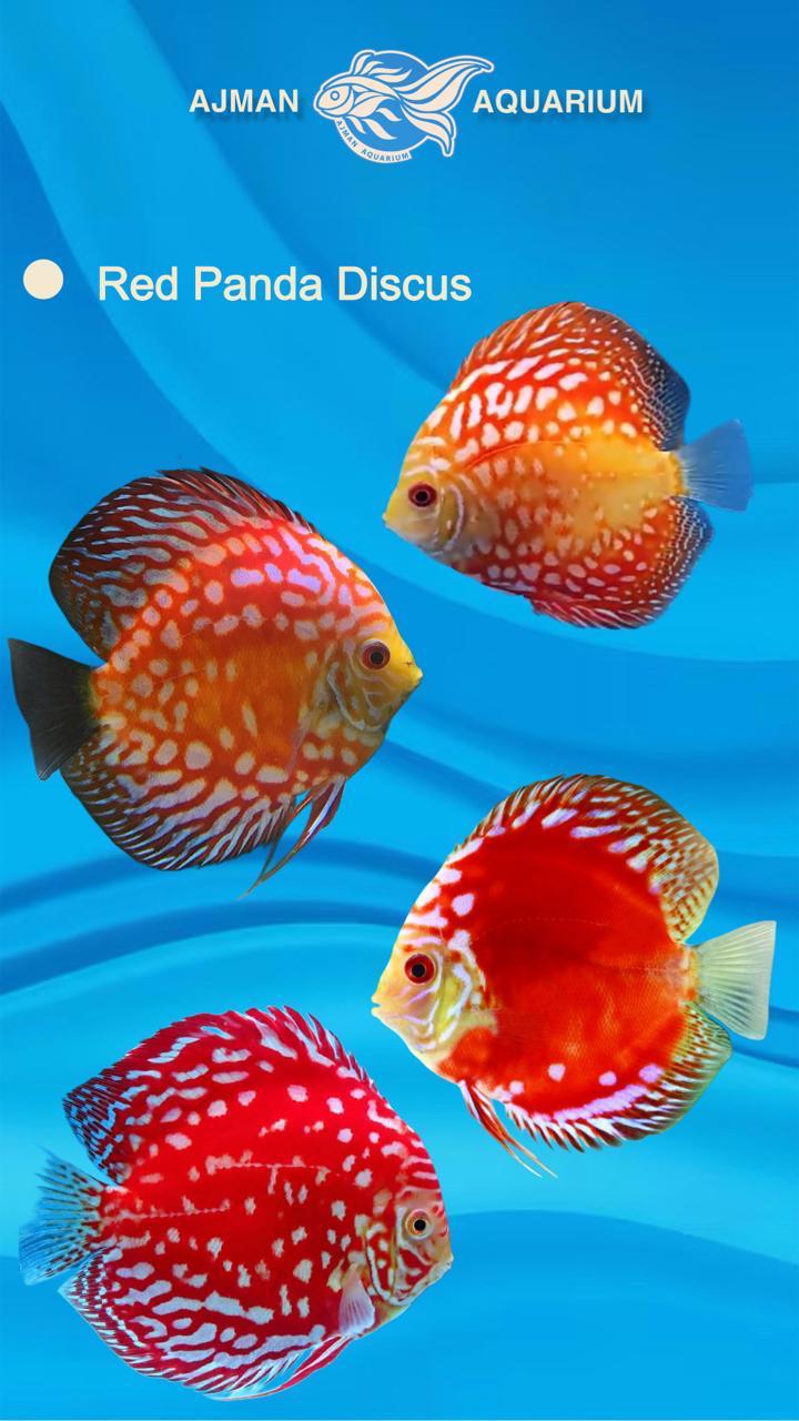 red panda discus