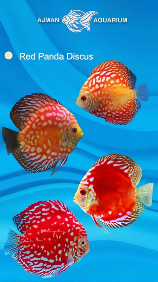 red panda discus