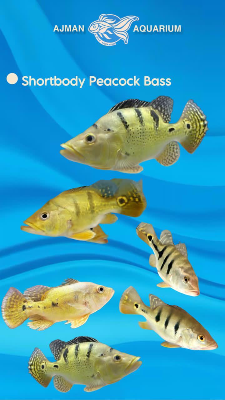 peacock bass short body -  5 inch