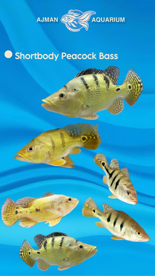 peacock bass short body -  5 inch