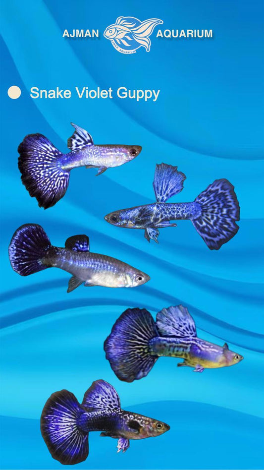 snake violet guppy pair - XL