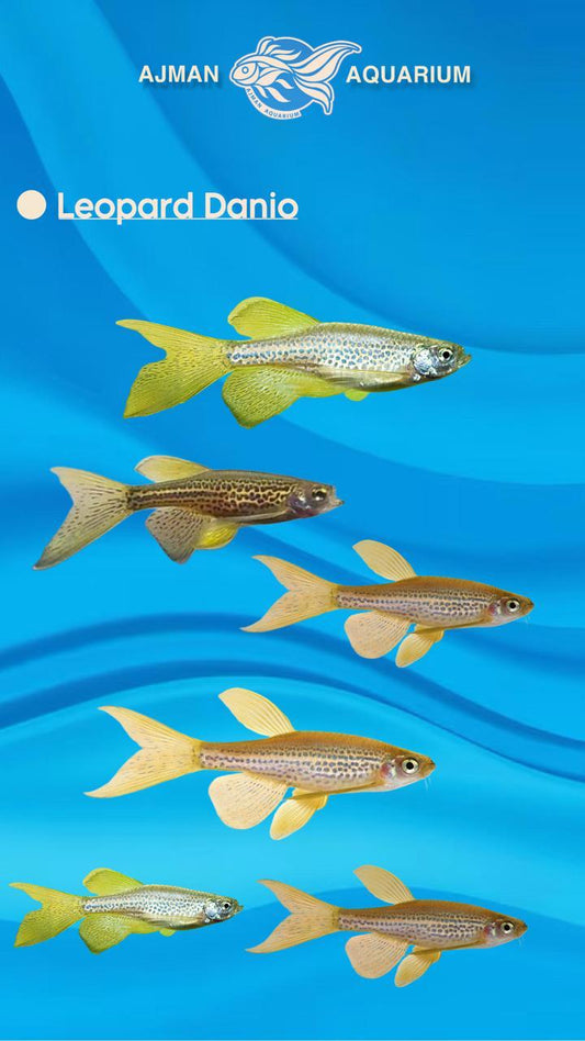 leopard danio - XL