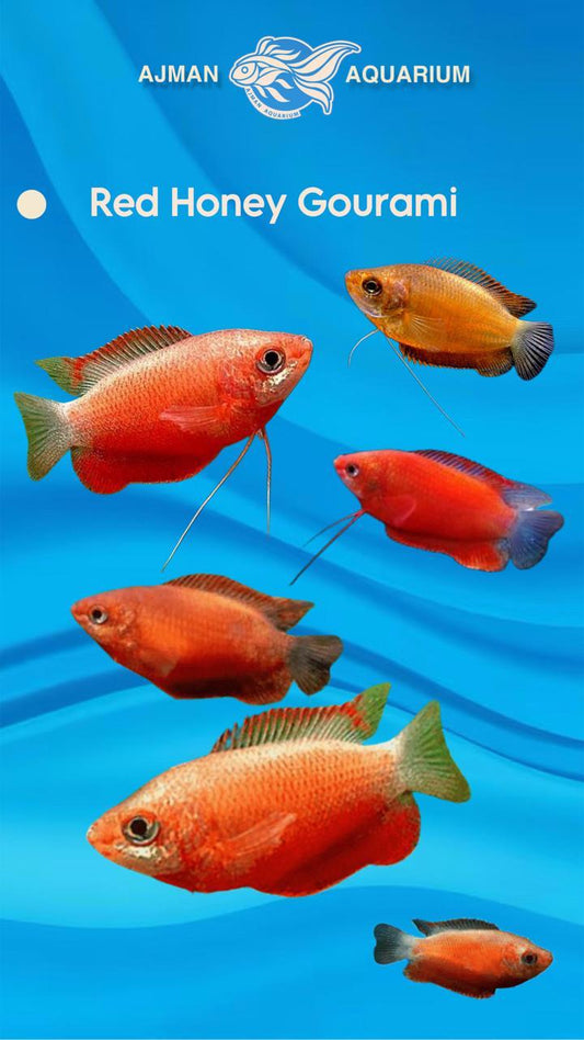 red honey gourami - 3 inch