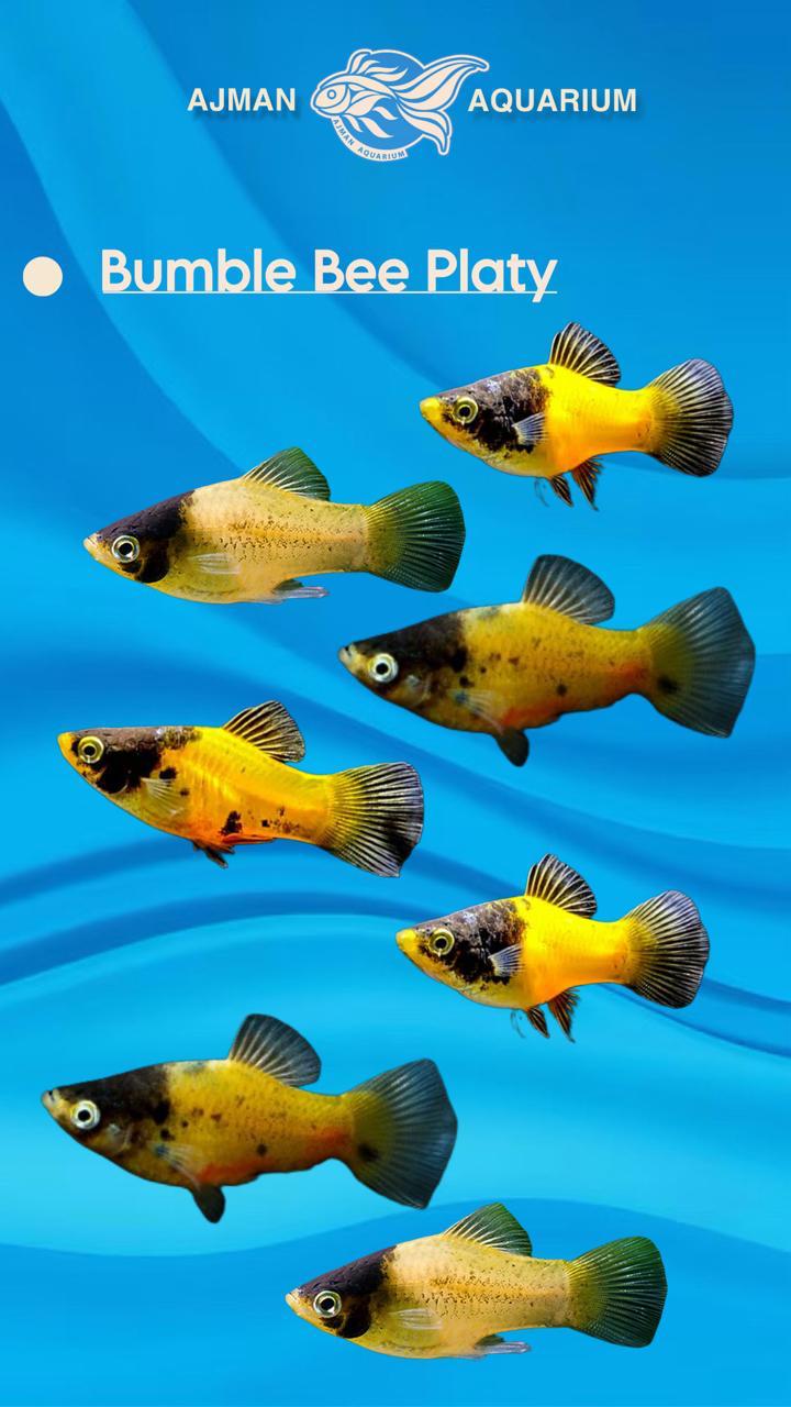 bumble bee platy - LG