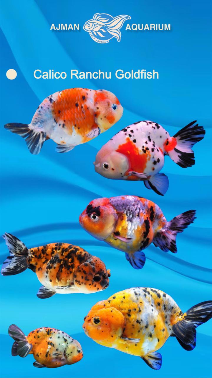 calico ranchu – Ajman Aquarium