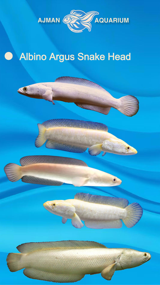 Albino Argus Channa - 8 inch