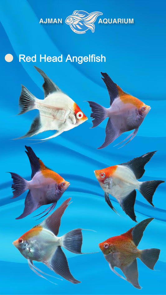 red head devil angel fish - 3 inch